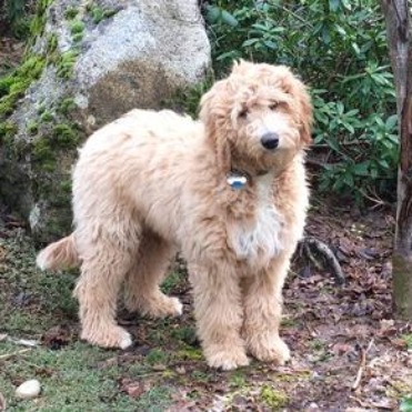 https://coastlandgoldendoodles.com/images/rs/rs1.jpeg